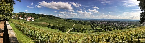 Haltinger Wein-Panorama